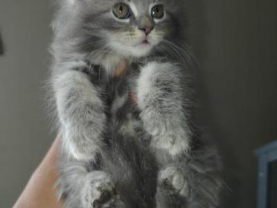 Gemma - Maine Coon - Gallery Photo #1