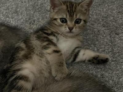 Tabby Girl - Scottish Straight - Gallery Photo #1