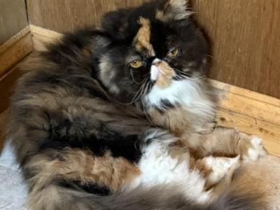 CFA Registered Female Calico Persian - Persian - Gallery Photo #1