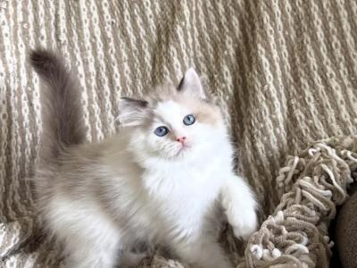 Ruby - Ragdoll - Gallery Photo #1