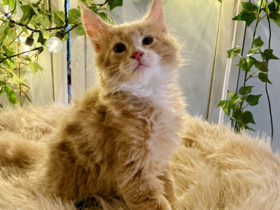 Thomas - Maine Coon - Gallery Photo #1