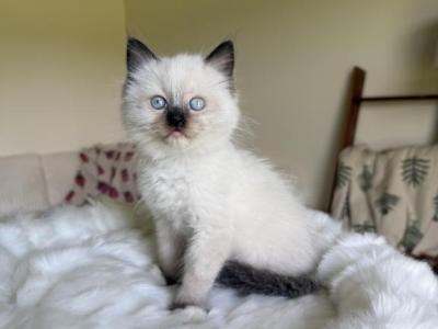 Kettle - Ragdoll - Gallery Photo #1