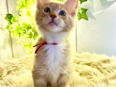 Rocky - Maine Coon - Gallery Photo #1