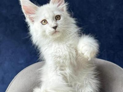 Ray - Maine Coon - Gallery Photo #1