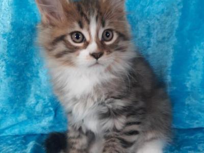 Male Polydactyl Brown Tabby White Tuxedo - Maine Coon - Gallery Photo #1