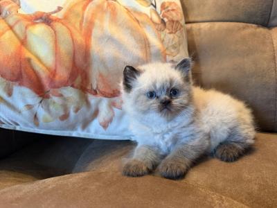 Stella Kittens - Himalayan - Gallery Photo #1