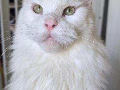 Darinka - Maine Coon - Gallery Photo #1