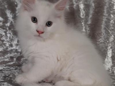 Female White Solid - Maine Coon - Gallery Photo #1