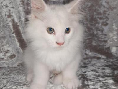 Female White Solid - Maine Coon - Gallery Photo #1