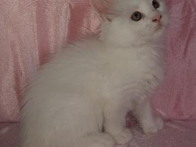 Female Polydactyl White Solid - Maine Coon - Gallery Photo #1