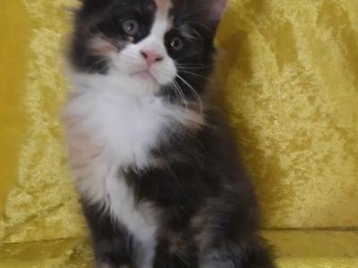 Female Calico With White Tuxedo - Maine Coon - Gallery Photo #1
