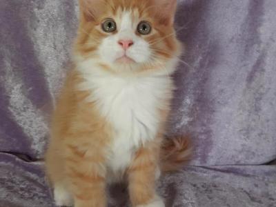 Male Orange Tabby With White Tuxedo - Maine Coon - Gallery Photo #1