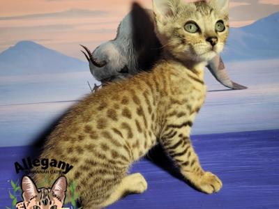F6 Snow Savannah Roku - Savannah - Gallery Photo #1