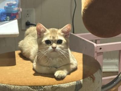 Theodore - Scottish Straight - Gallery Photo #1