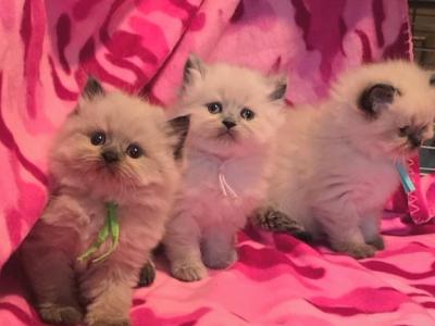 Registered Himalayan Kittens - Himalayan - Gallery Photo #1