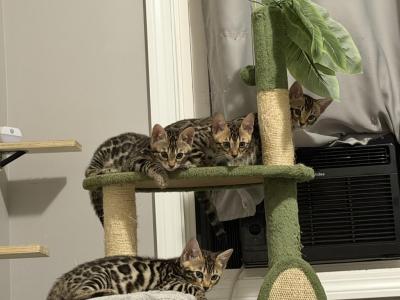 Baby Bengals - Bengal - Gallery Photo #1