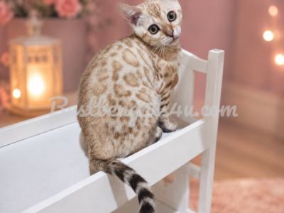 Luna Seal Snow Mink Female Bengal - Bengal - Gallery Photo #1