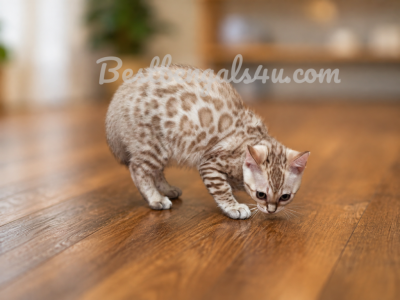 Luna Seal Snow Mink Female Bengal - Bengal - Gallery Photo #1