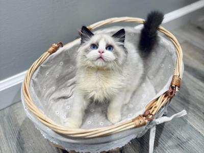 Tom - Ragdoll - Gallery Photo #1