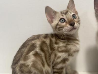 Mink Male 2 - Bengal - Gallery Photo #1