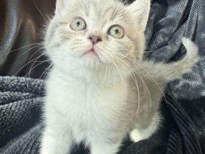 Zara - Scottish Straight - Gallery Photo #1