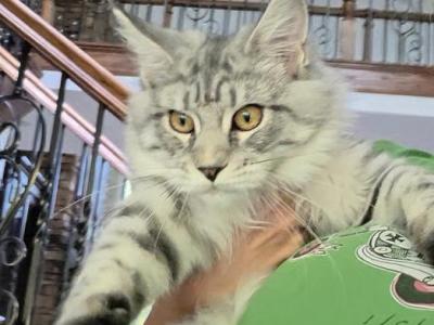 Black Silver Mackerel Tabby - Maine Coon - Gallery Photo #1