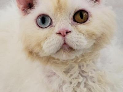 SELKIRK REX - Selkirk Rex - Gallery Photo #1