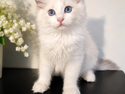 Brown - Ragdoll - Gallery Photo #1