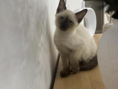 Bella - Siamese - Gallery Photo #1