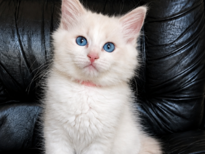 Pinky - Ragdoll - Gallery Photo #1