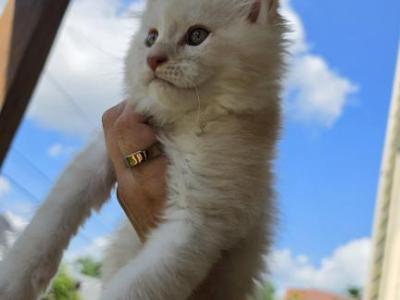 Universe - Maine Coon - Gallery Photo #1