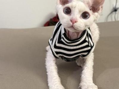 Mei Mei - Devon Rex - Gallery Photo #1