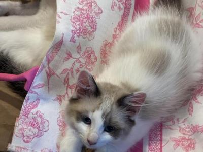 Miss Princess - Ragdoll - Gallery Photo #1