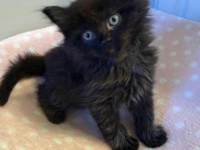 Persian Mix - Persian - Gallery Photo #1