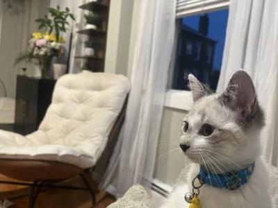 Mr Squiggle - Ragdoll - Gallery Photo #1