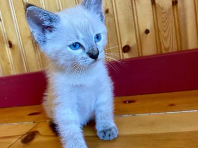 Macaroon - Domestic - Gallery Photo #1
