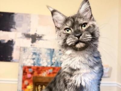 Misty Black Smoke Sweet Female - Maine Coon - Gallery Photo #1