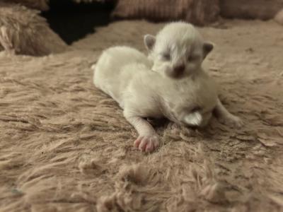 Kats Ravishing Ragdolls 2 Kittens - Ragdoll - Gallery Photo #1