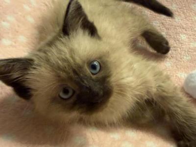 Seal Point Siamese - Siamese - Gallery Photo #1