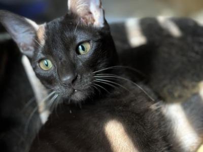 Junior - Domestic - Gallery Photo #1