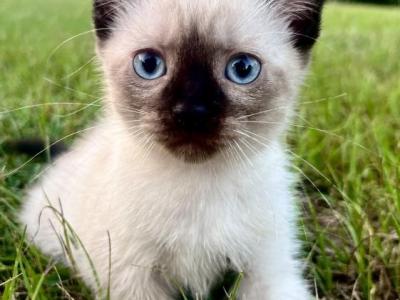 Star - Siamese - Gallery Photo #1