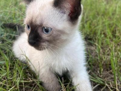 Oliver - Siamese - Gallery Photo #1