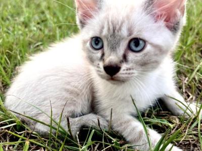 Iroh - Siamese - Gallery Photo #1