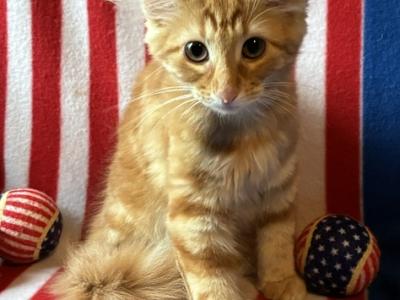Surprise - Norwegian Forest - Gallery Photo #1