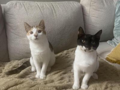 KiKi And KoKo - Domestic - Gallery Photo #1