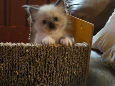 Lord Fluff N Stuff - Ragdoll - Gallery Photo #1