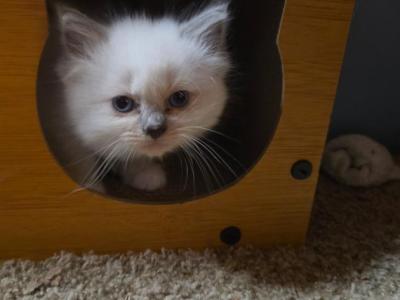 Lady - Ragdoll - Gallery Photo #1