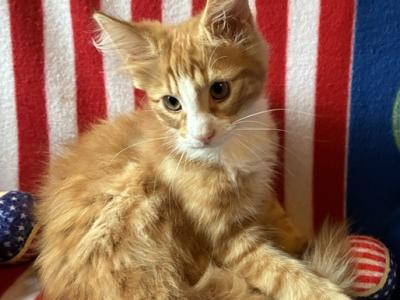 Cheeto - Norwegian Forest - Gallery Photo #1