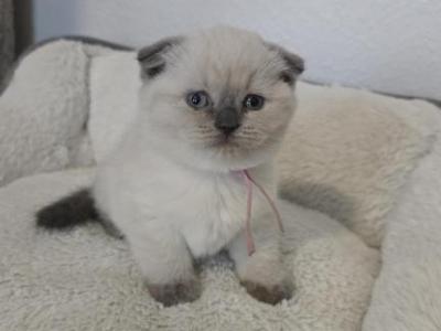 Color Point Scottish Fold Russian Blue Female - Scottish Fold - Gallery Photo #1