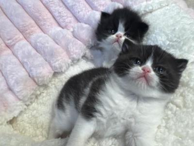 Winston And Bellas Babies - Persian - Gallery Photo #1